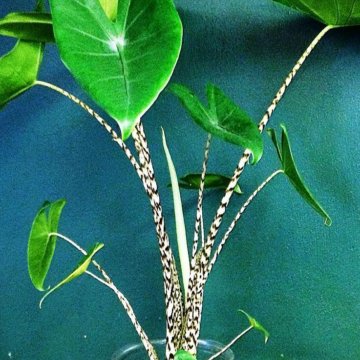 Decora Y Refresca Tu Hogar Con Estas Plantas Purificadoras D