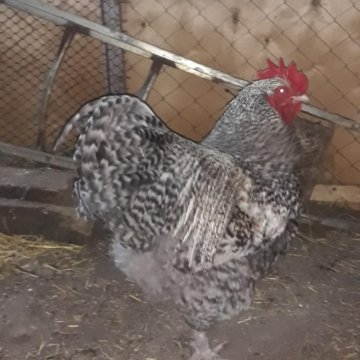 Фото Мехеленской Кукушки Куры