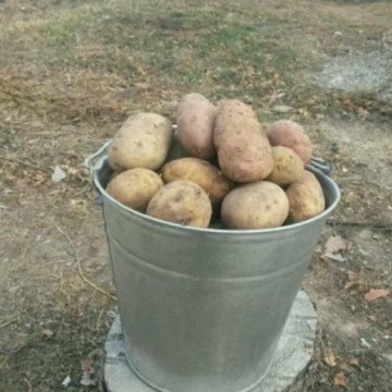 15 литровое ведро картошки. Картофель деревенский ведро. Сколько кг в ведре картошки 12 литров. Ведро картошки сколько кг. Ведро картошки в 7 литровом.