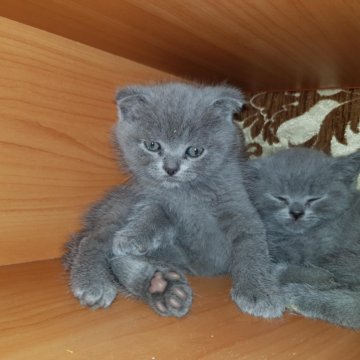 Авито Саранск Котята Шотландские Вислоухие Фото