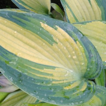 Hosta June, trvalky