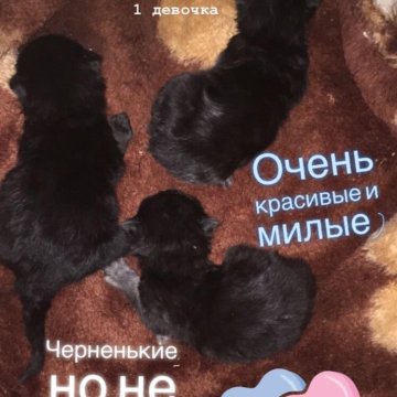 Купить Котенка Череповец На Авито Фото