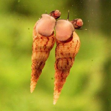 Улитки мелании