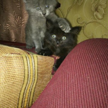 авито рославль котята. отдаются породистые котята. персидский кот кремового цвета. белая кошечка котенок спб. котята в добрые руки.