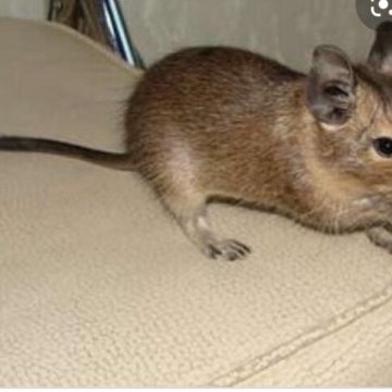 белка ручная домашняя. домашняя белка дегу. белки в зоомагазине. белки в зоомагазине. домашние белки дегу.