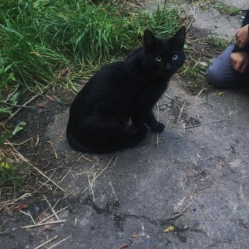 Магазин Черный Кот У Ярославле