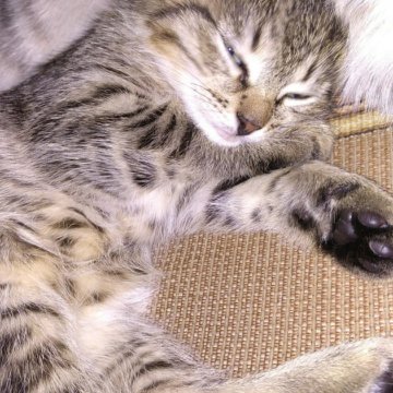 Уральская Кошка Фото