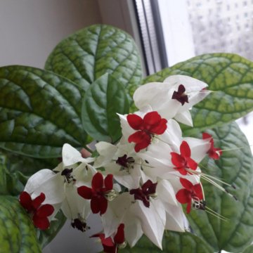 Clerodendrum Tree of Destiny