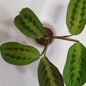 Маранта трехцветная – купить в Москве, цена 200 руб., дата размещения ...