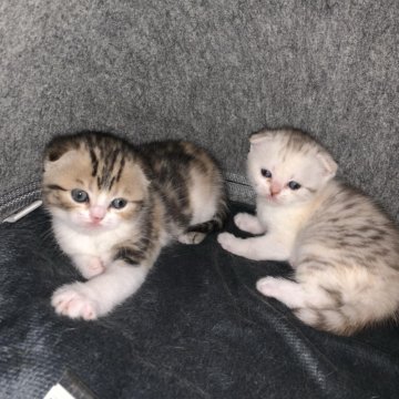 Фото Вислоухие Котята Авито