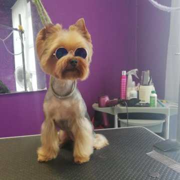 Грумер тюмень обучение. Груминг гатчина. Груминг гатчина. Груминг гатчина. Груминг тюмень.