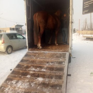 Скотовоз, коневоз. Перевозка животных.
