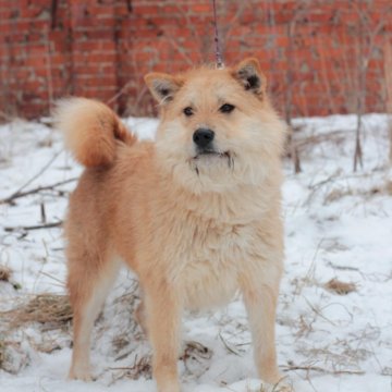 Шарпес. Щенки рязань в добрые руки. Рязань собака даром. Продается дом с собакой. Шарпес.