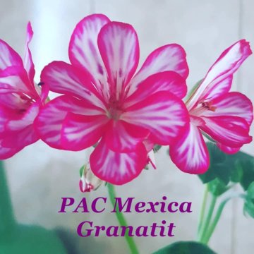 Пеларгония Pac Mexica Granatit