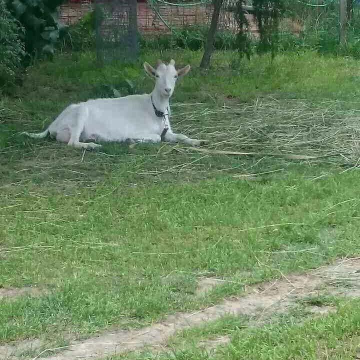 Молоко козье, козье масло сливочное