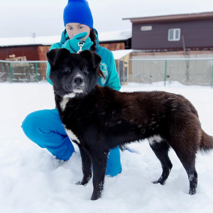 Отдам собаку в добрые руки. Мальчик 6 лет