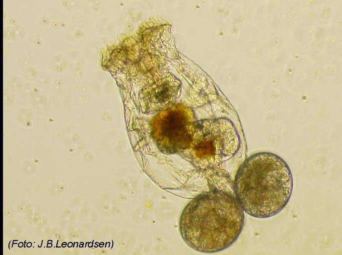 Солоноводная коловратка Brachionus Plicatilis