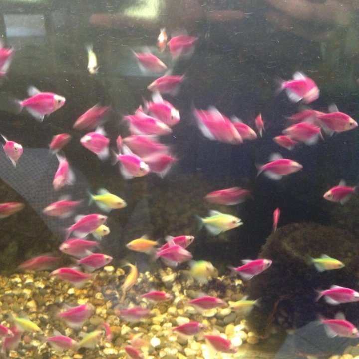 Аквариумные рыбки тернеция(Glofish)