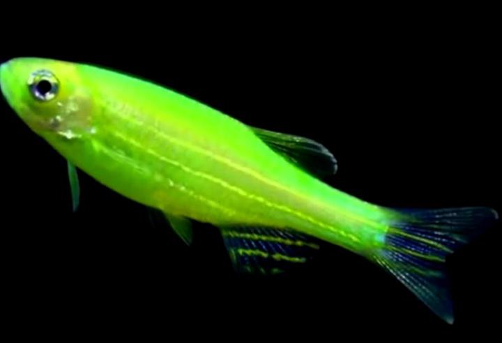 Данио Глофиш GloFish электрик салатовый, рыбка