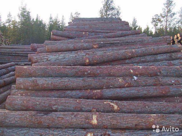 Кругляк Кедра