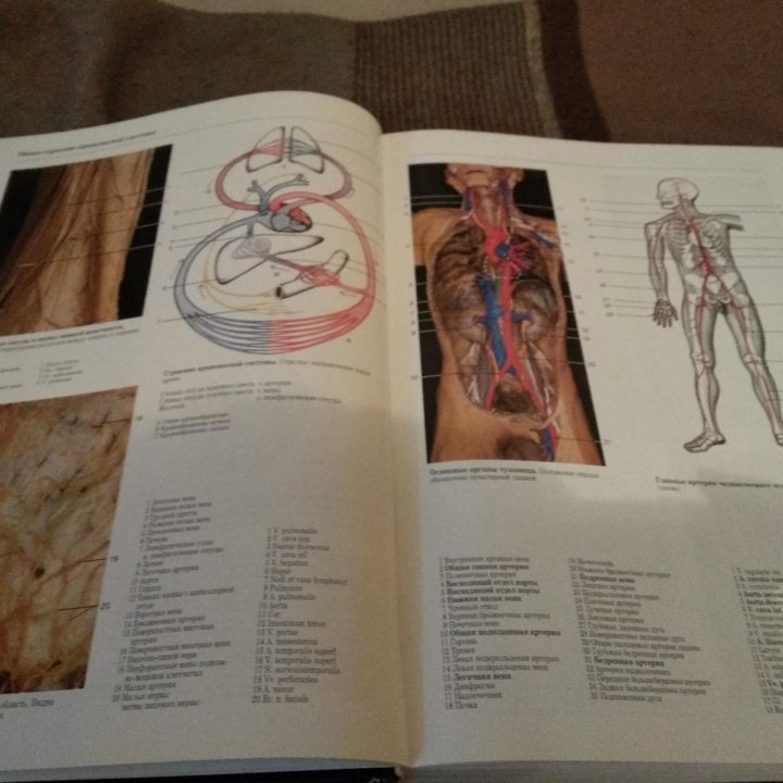 Большой анатомический атласс