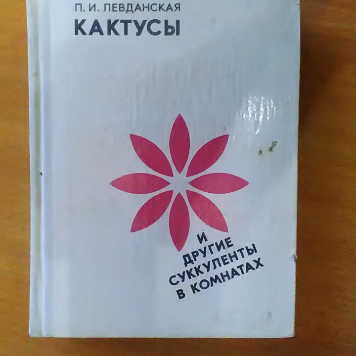 Кактусы и другие суккуленты в комнате