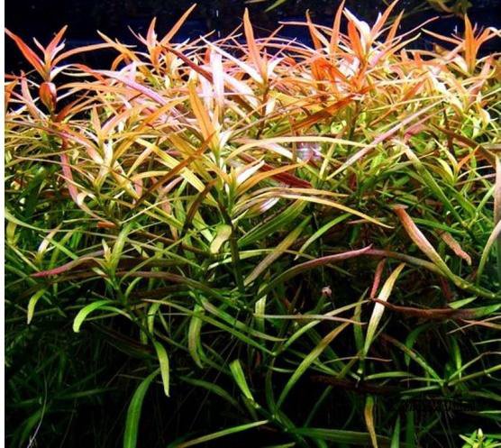 Людвигия аркуата(Ludwigia arcuata)