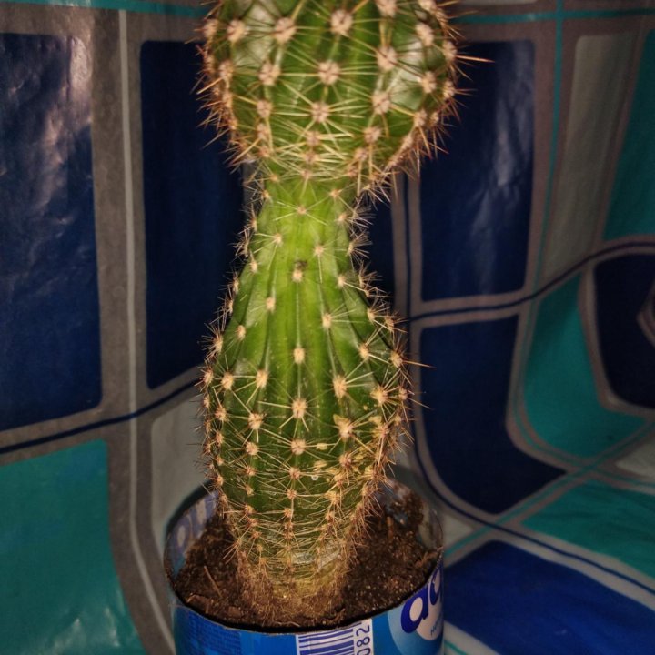 Кактус эхинопсис.