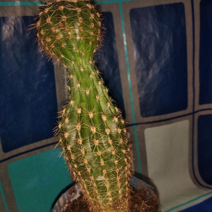 Кактус эхинопсис.