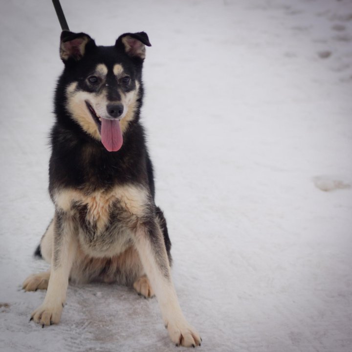 Собака в дар. Джесс, 6 лет