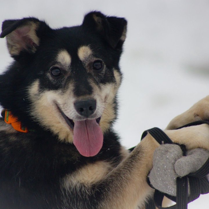 Собака в дар. Джесс, 6 лет