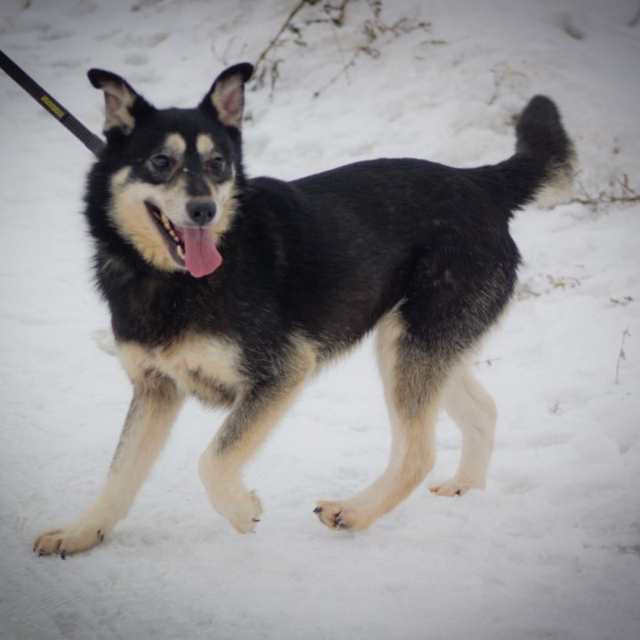 Собака в дар. Джесс, 6 лет