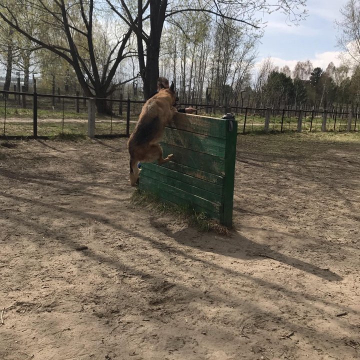 Услуги кинолога, дрессировка, Передержка собак