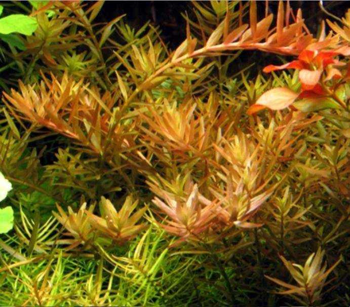 Ротала (Rotala indica) 