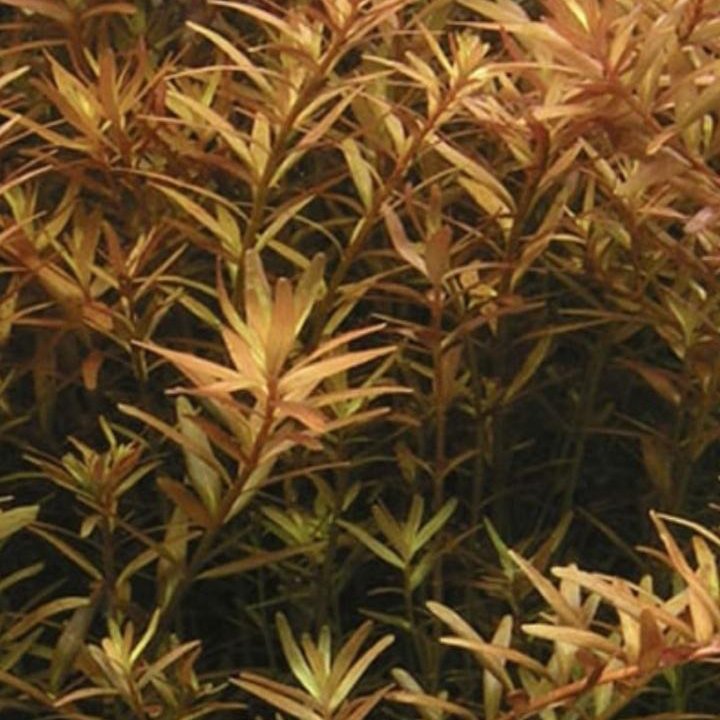 Ротала (Rotala indica) 