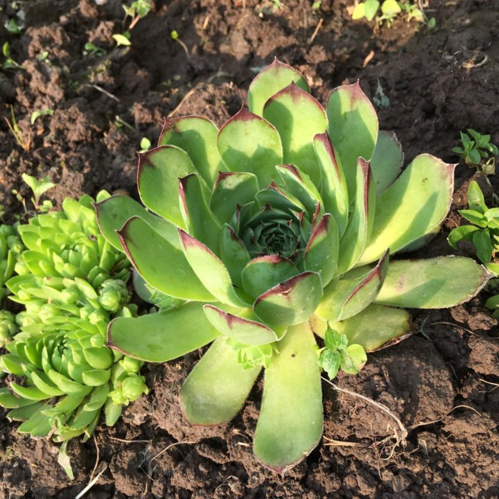 Молодило/ Sempervivum