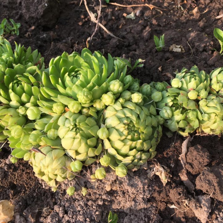 Молодило/ Sempervivum