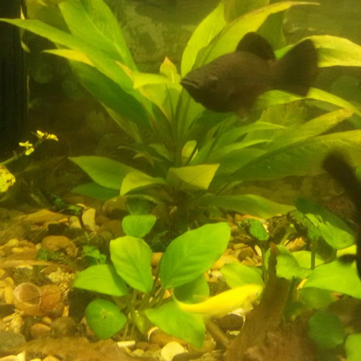 Аквариумные рыбы и растения