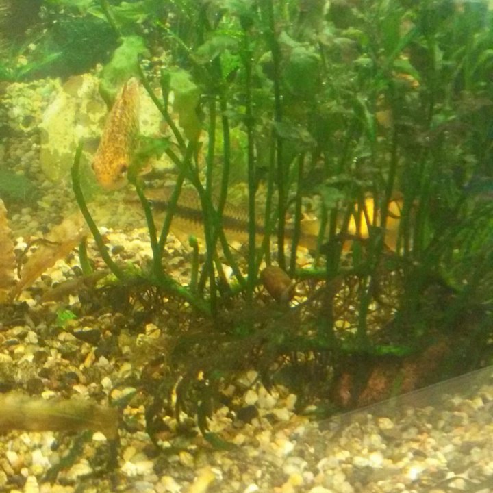 Аквариумные рыбы и растения