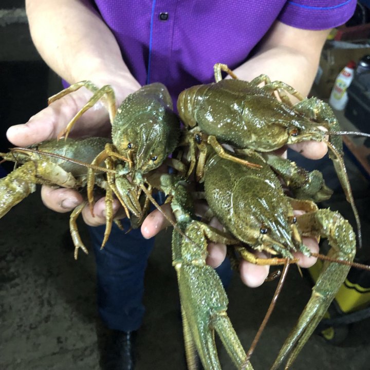 Живые Раки в Раменском.