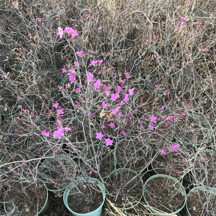 Рододендрон Даурский оптом и в рознциу