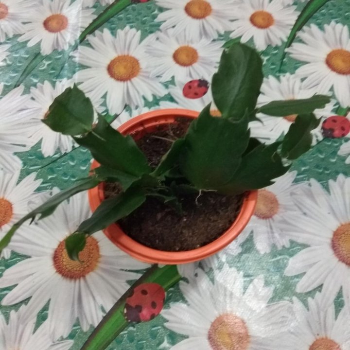 Шлюмбергера