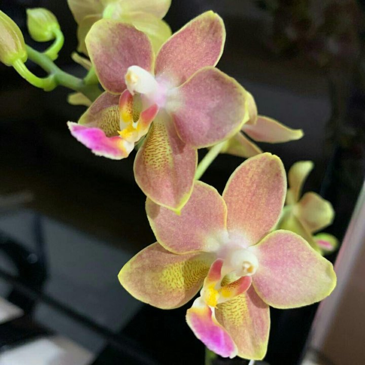 Орхидея фаленопсис Балм арома(бронь)