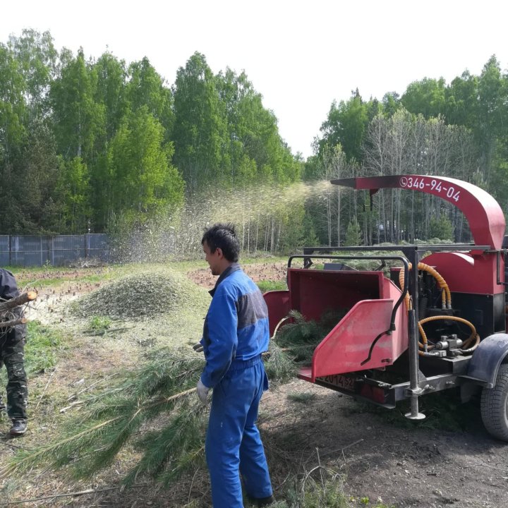 Спил деревьев, альпинисты. Обрезка деревьев.