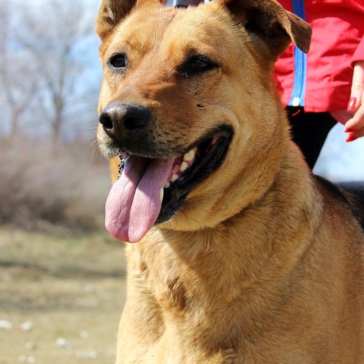 Собака Тэль