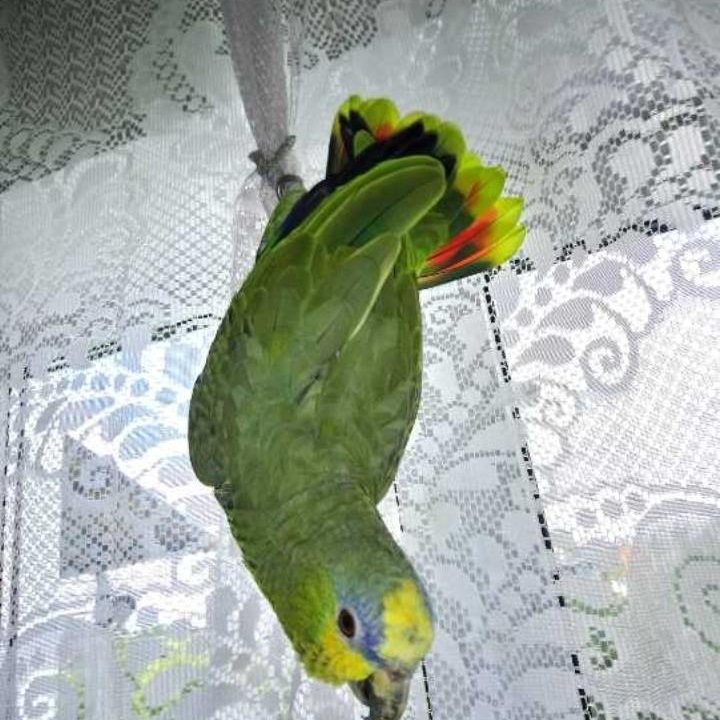 Передержка попугаев