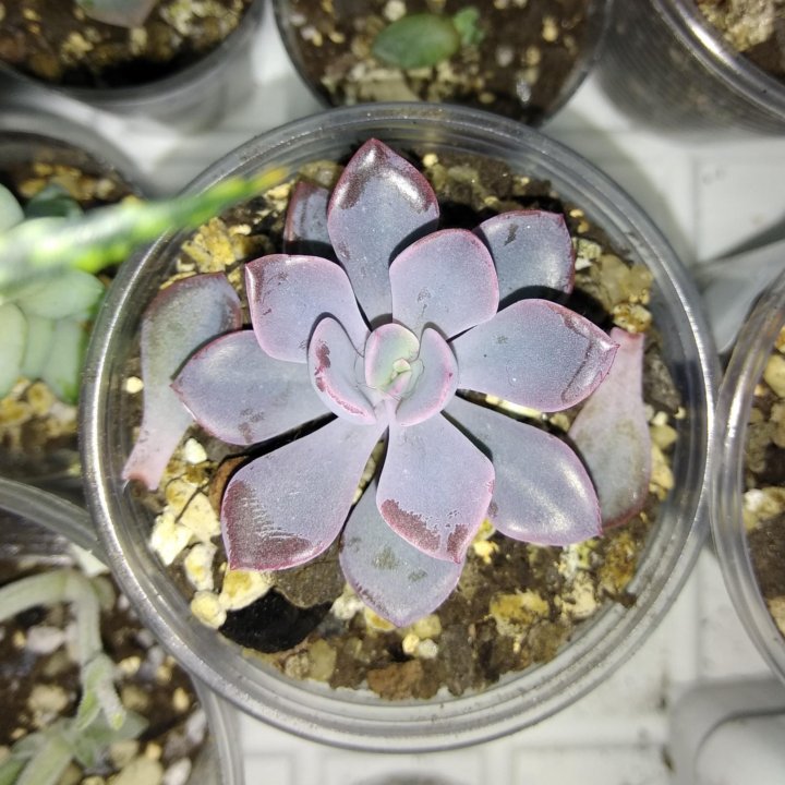 Граптоверия Дебби Graptoveria Debbie