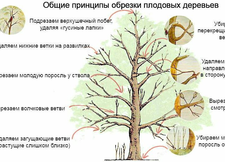 Обрезка деревьев, Аэрация газона, Скарификация