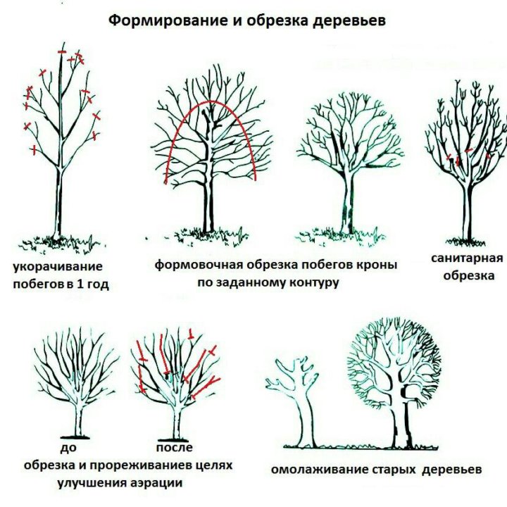 Обрезка деревьев, Аэрация газона, Скарификация