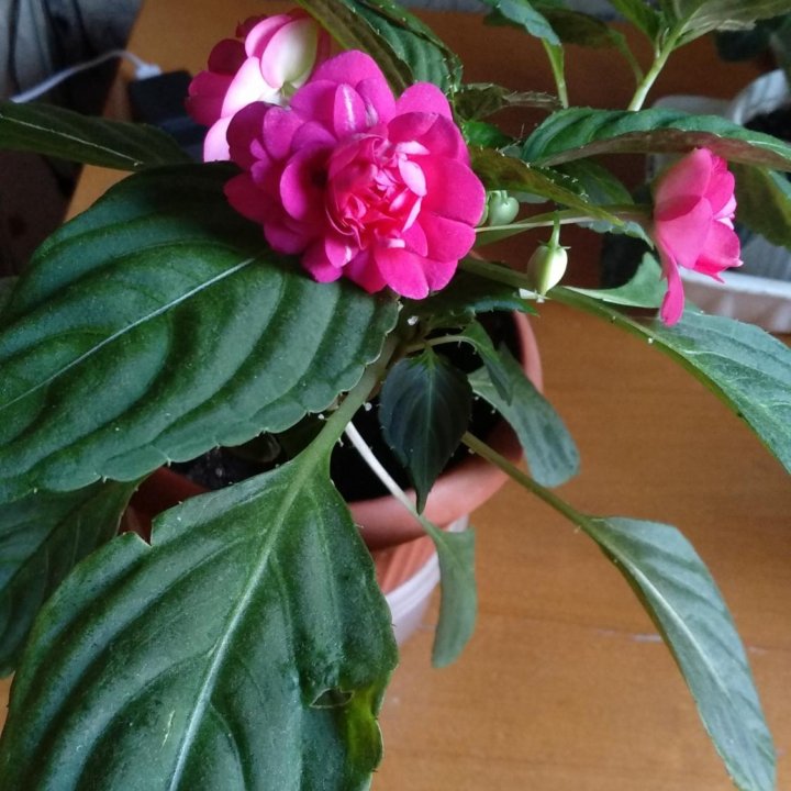 Комнатный цветок Impatiens (Ванька мокрый)